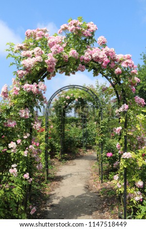 A path through a rose Arbour