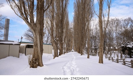 a path through a row of trees and covered in snow during the winter season