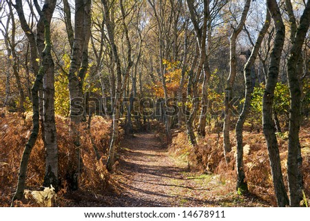 Path through the silver birch trees in Sherwood Forest