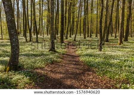 Path through the spring flowers in the beech forest - wood anemone, windflower, thimbleweed, smell fox - Anemone nemorosa - in Larvik, Norway