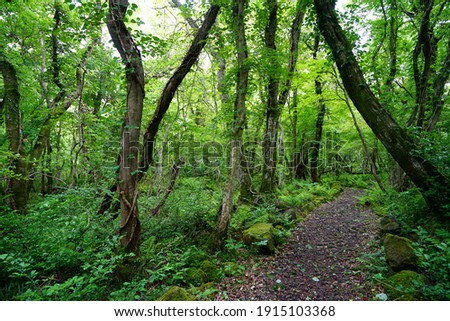 a path through a spring forest