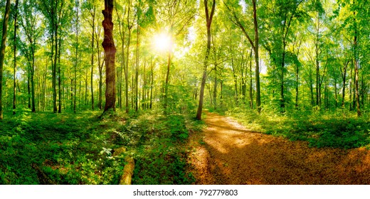 Path Through A Spring Forest In Bright Sunshine