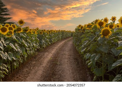 Path through a sunflower field in Wisconsin 