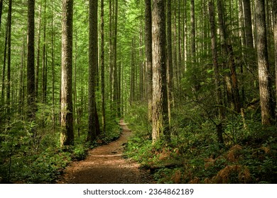 Path through a Sunlit Forest - Powered by Shutterstock