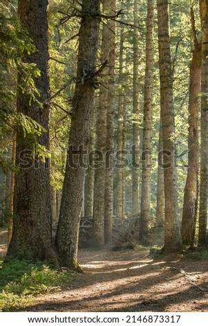 Path through the sunny spruce forest. Summer forest landscape with morning light