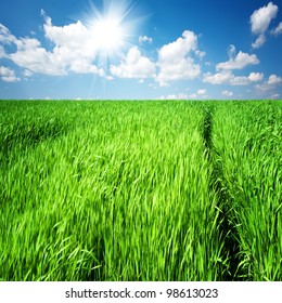 The Path Through The Tall Grass On A Green Field. Springtime