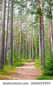 Path through a tall, sunlit pine forest.