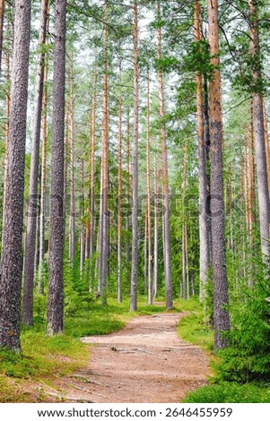 Path through a tall, sunlit pine forest.