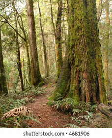 Path Through A Temperate Rainforest, With Ancient Myrtle Beech Trees And Ferns.  Victoria, Australia.