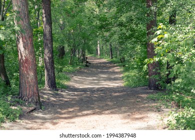 A path through trees in a dense forest