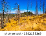 path through the trees devastated by a forest fire in Chautauqua Park in Boulder Colorado with the yellowed grass from the heat and the drought of late summer.