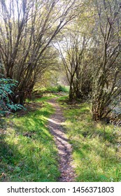 path through trees in a forest