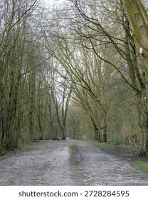 Path through trees in a forest area with bare branches and muddy ground during cloudy weather