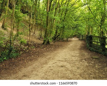 Path through trees in the Humber Bridge Country Park, East Yorkshire, England