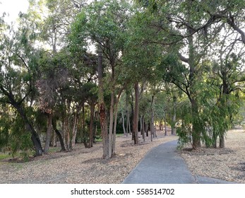 Path through the trees No 2