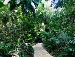 	
Path Through Untouched Lush Nature At Welchman Hall Gully, Saint Thomas Parish - Barbados (Caribbean Island Of The West Indies)