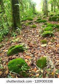 A Path Through An Venezuelan Temperate Rainforest, With Lush Tree Ferns Moss Covered Logs And Myrtle Beech Trees.