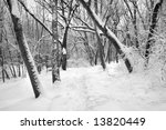 Path through winter woods