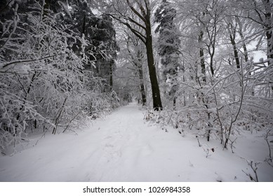 A path through wintry snow covered woodland.