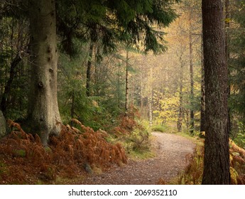 A Path Through The Woodlands Of Dunkeld Hermitage In Perthshire, Scotland