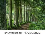 path through woods