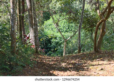 Path Through the Woods 2