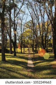 Path through the woods.