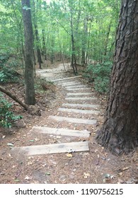 Path through Woods