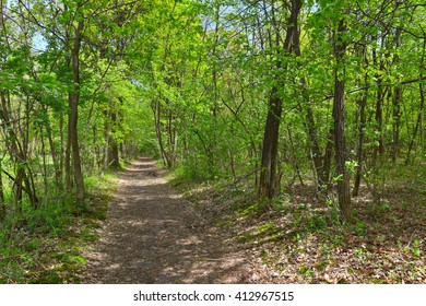 Path Through The Woods