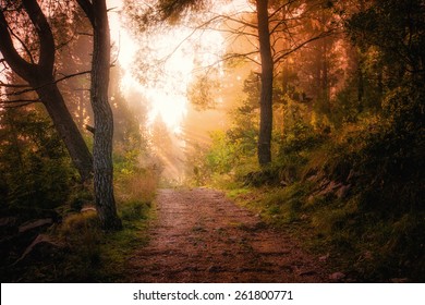 Path through the woods and light rays as they break through morning mist