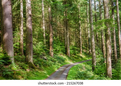 Path Through The Woods In Snowdonia 