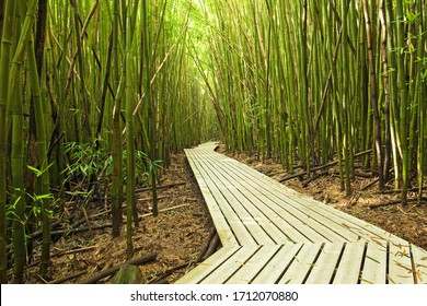 Path Thru The Bamboo Forest On Hawaii Island