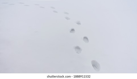 Path From Traces On Snow. Footsteps On The Snow