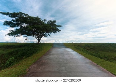 Path and trees with bright sky, atmosphere after rain and sunlight