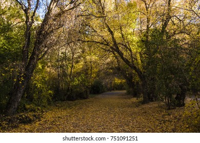 path with trees and fallen leaves