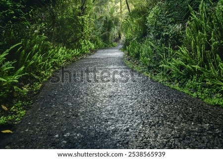 a path with trees on the side of a river