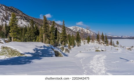 A Path Trodden In Snowdrifts. Picturesque Boulders Are Covered With A Layer Of Snow. Coniferous Trees And Mountains Against A Clear Blue Sky. Light And Shadows. Altai