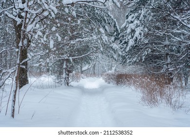 A path trodden through the snow in the forest between the trees. Winter park covered with snow. Road for winter health walks in the fresh air.