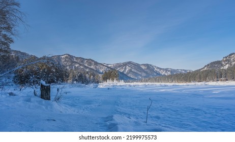 The Path Is Trodden In The Valley. Snowdrifts On The Roadsides.  Mountains And Coniferous Forest Are Visible Ahead. Clear Blue Sky. Altai