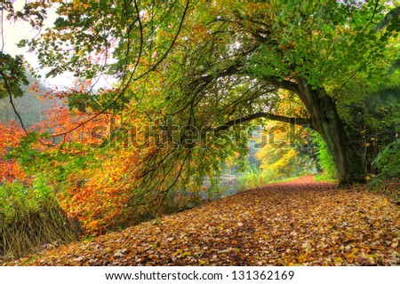 Path under a big autumn tree in het Amsterdamse bos (Amsterdam wood) in the Netherlands. HDR