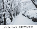 
path under trees after snowfall in winter