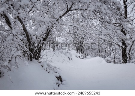 
path under trees after snowfall in winter