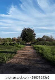 The path to the unruly tree