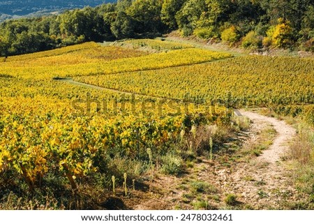 Path in the vineyard. Dirt road in the fall vineyards. Walk in the vineyards. Separation of plots of land. Golden vines in Burgundy.