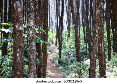 A path to walk along the pine trees at Curug Layung Cimahi, Bandung, Indonesia.