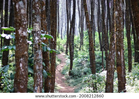 A path to walk along the pine trees at Curug Layung Cimahi, Bandung, Indonesia.