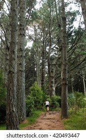 Path walk in forest