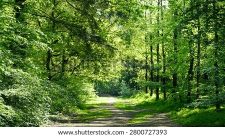 Path to walk inside forest in Rhenen forest in The Netherlands, Europe
