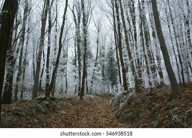 path way in hoar frost winter forest