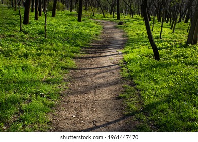 Path Way Into City Park With Green Fresh Spring Grass And Tress Shadows Into Sun Light 